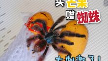 淘宝买芒果，卖家赠了个大蜘蛛！还是活的！吓死我了～