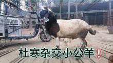 粉丝买了一只杜寒杂交小公羊，今天给他发走，能长大个价格还便宜