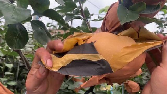 用塑料袋套秋月梨,您见过吗?