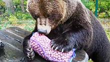 秋天到了！俄罗斯家养棕熊“丰收”啦