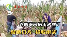 玉米熟了，天气就晴几天，只能人工收获，儿子也回家帮忙