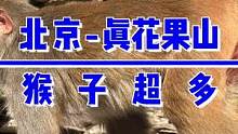 花果山北京分山，四五百只猴子盘踞山中，山泉水四季长流#打卡美好北京 #国庆假期请全抖音看美景 #旅行
