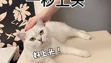 如何让猫咪爱上被摸，一秒上头～