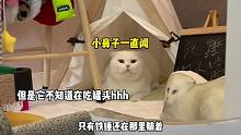 养一只聋猫和其他猫有什么区别吗？#抖音动物图鉴 #素力高