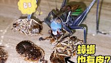 喂蝈蝈吃蟑螂皮，嘎嘣脆！就像你在吃薯片！