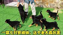 一窝七只小罗威纳狗崽，主人说这只小公是这里的老大，它可真厉害