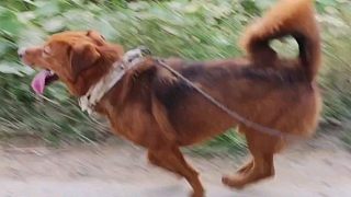 和狗狗賽跑 猜猜誰贏了