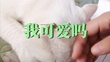 闪耀吧小猫咪