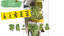 自己动手丰衣足食｜自己发豆苗，10天种出一片小森林