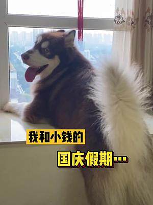 你們在外面玩，我在家里看狗狗表演.....#鏟屎官的假期怎么過