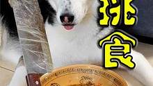 挑食狗狗嫌弃伙食太差，居然闹绝食，一看主人拿菜刀立马乖乖就范 #萌宠  #萌宠出道计划  #抖音动物