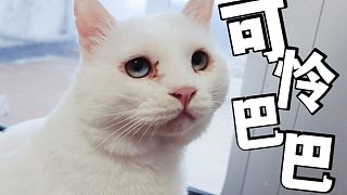 說好不撿了，結(jié)果口炎的腿瘸的腹水的……拐回一堆病號流浪貓