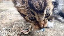 小猫咪第1次吃到生鱼肉，好吃到语无伦次！