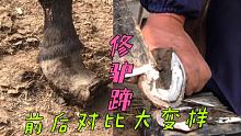 瘦驴皮包骨蹄子一边歪，修驴蹄前后对比大变样！越看越解压！ #手艺人 #动物 #快手手艺人