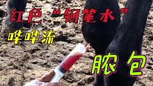 黑驴膝盖碗大脓包，红色“钢笔水”止不住流，400单位浓缩药打入 #手艺人 #动物 #快手手艺人