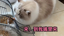 布偶猫又窜对门家看小仓鼠去了，淡定仓鼠全程干饭