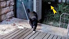 流浪猫们深夜轮番造访别墅后院：打劫，交出你家所有小鱼干！