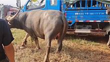 淘汰斗牛一千六百斤左右，要价三万过称40一公斤，最后二万八成交