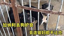 加纳利丢狗严重护食，竟然连“媳妇”都不让吃，这场面太吓人！