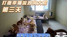 打造幸福流浪狗大院第三天，大狗小狗分区了，有了自己的房间