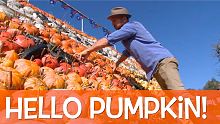 Hello Pumpkin!