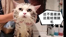 搓澡差点搓出来火星子是什么体验，令人嫉妒的乖猫洗澡。