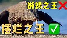 世界最大蜥蜴科莫多龙如何靠实力濒危