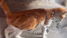 三四个月的猫咪就这么大的肚子，猫传腹真的那么可怕吗？