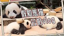 世界动物日：熊猫宝宝向你发送了一则旅行VLOG