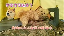 和狗狗一起挤帐篷睡，每天不用调闹钟，定时定点趴我脸上叫醒我 ｜流浪生活 ｜樂浪星