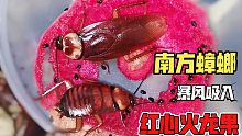 红 心 南 方 蟑 螂