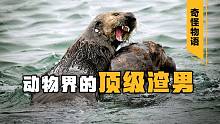 海獭不为人知的一面：臭名远扬的暴力狂