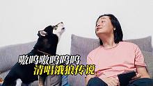 小柴犬一通狼嚎，急吼吼的催开饭，铲屎官只能扯起嗓子嚎回去