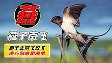 燕子每年去南方过冬，南方到底是哪？真的是南方地区吗？