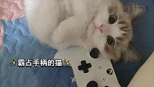 霸占我手柄的猫