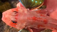 海边赶海抓海鲜，发现了一只红娘子鱼，还有许多奇怪的海洋小生物 #天南地北庆丰收 #中国农民丰收节 #