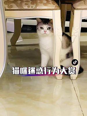 一不留神虛晃了一槍！#萌寵出道計(jì)劃