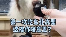 东北冻梨其实挺好吃的 #边境牧羊犬