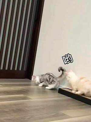 一整個(gè)尬住#曼基康矮腳 #拿破侖貓 #萌寵 #貓咪的迷惑行為