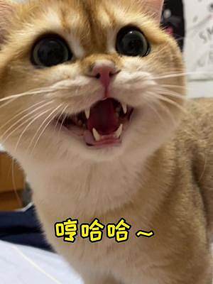 哈哈哈哈哈哈哈笑死我了這就叫長相和聲音不符？#金漸層 #萌寵出道計劃
