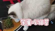 笨蛋吃猫草（一根没吃到）