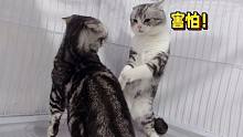 母猫都是怎么教育自己男人的？
