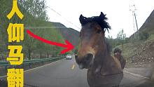 734：什么叫人仰马翻，今天算见识了，动物凶猛啊！