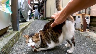 在后巷遇到一只腰部极度虚弱的猫