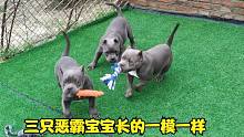 三只小恶霸狗崽长的一模一样，连主人都很难分辨，你能分辨出来吗
