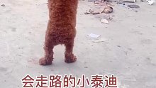 会走路的泰迪犬