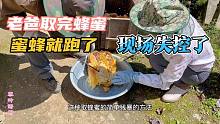 取蜂蜜的方法过于残暴，老爸刚拿走蜂蜜蜜蜂整体出逃，现场失控！