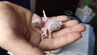 被迫更新，手養(yǎng)鸚鵡第六天