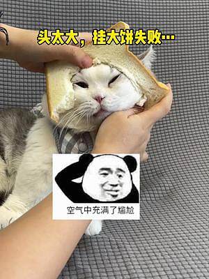 原來脖子上掛大餅也能餓死的故事是真的！#邦啊 #ebo一寶機(jī)器人 #貓咪大臉照 #萌寵出道計劃