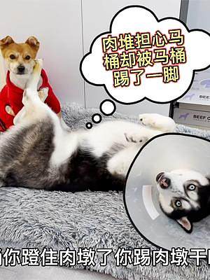 土狗守護(hù)生病的二哈，沒想到卻被二哈踢了一腳，土狗的反應(yīng)看哭了